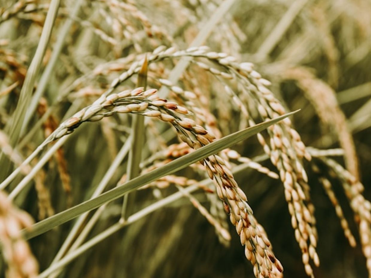 Close view of ripening rice grain heads in a field.