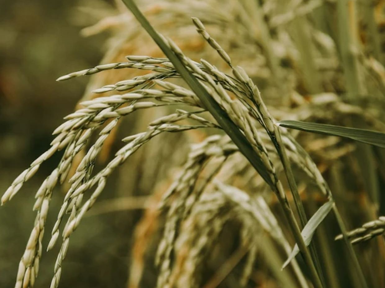 Close view of ripening rice grain heads.